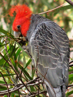 Gang Gang Cockatoo